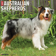 CAL 25 AUSTRALIAN SHEPHERDS 2025 WALL – WALL naptár, kalendárium