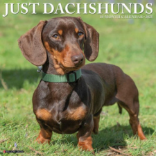 CAL 25 DACHSHUNDS 2025 WALL – WALL naptár, kalendárium