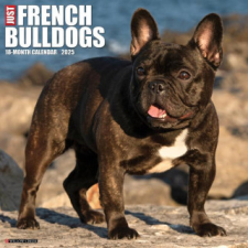 CAL 25 FRENCH BULLDOGS 2025 WALL – WALL naptár, kalendárium