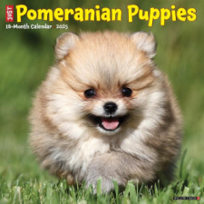 CAL 25 POMERANIAN PUPPIES 2025 WALL – WALL naptár, kalendárium
