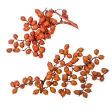 Canella cutting bogyós termés terracotta 15dkg/csom dekorációs kellék