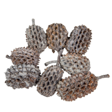  Casuarina szárított szürke 25dkg/csom dekorációs kellék