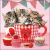  Cicás papírszalvéta - 25x25 cm - Cats in tea cups