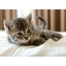  Cicás polár takaró 100x140cm lakástextília