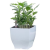 Click and Grow Levendula