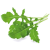 ClickAndGrow Click and Grow Borsmustár