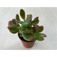  Crassula ovata 'Sunset' fa és növény