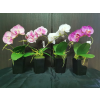  Cserepes orchidea művirág többféle színben 35cm 28061
