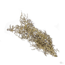 D&amp;D Asparagus csokor szárított 55 cm arany dekorációs kellék