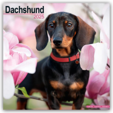 Dachshund - Dackel 2025 - 16-Monatskalender naptár, kalendárium