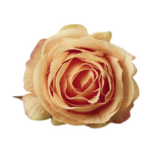 DC Rózsafej 4,5cm barack dekorációs kellék