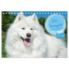  Der Samojede - Schönheit des Nordens (Tischkalender 2026 DIN A5 quer), CALVENDO Monatskalender – Calvendo,Sigrid Starick