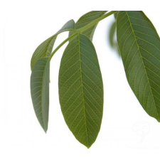  Diólevél vitamin és táplálékkiegészítő