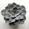  Echeveria lilacina 8 cm-es cserépben