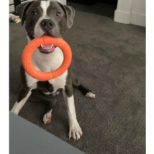  Edzőgyűrű kutyáknak játék kutyáknak