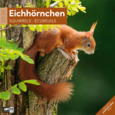  Eichhörnchen Kalender 2026 - 30x30 naptár, kalendárium