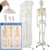  Életnyagyságú Emberi csontváz 170 cm Malatec 22583