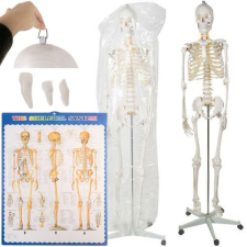  Életnyagyságú Emberi csontváz 170 cm Malatec 22583 oktatójáték
