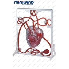  Emberi szív 3D-s modellje sportjáték