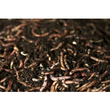 EnergoTeam GILISZTA VASTAG 10DB hüllőeledel