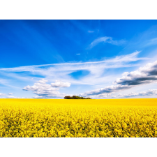  Erdei repce tapéta, 400 x 250 cm tapéta, díszléc és más dekoráció