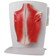  Erler Zimmer Hátizomzat modell - 4 részes gyógyászati segédeszköz