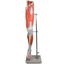  Erler Zimmer Lábizmok - 13 részes modell gyógyászati segédeszköz