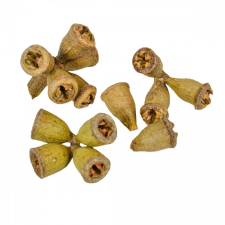  Eukalyptus termés mini natúr 21dkg/csom dekorációs kellék