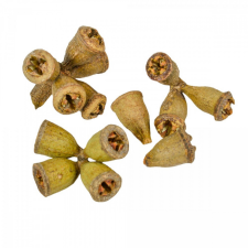  Eukalyptus termés mini natúr 26dkg/csom dekorációs kellék
