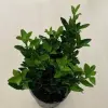 Euonymus japonicus 'Green spire'