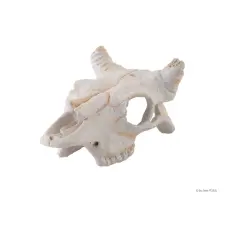 Exo Terra Buffalo Skull | Bölény koponya - kicsi kisállatfelszerelés
