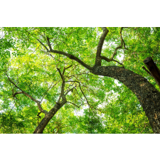  Fák tapéta, 400 x 250 cm tapéta, díszléc és más dekoráció