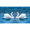  Falikép Hattyúk a tavon, 300 x 200 cm