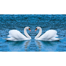  Falikép Hattyúk a tavon, 300 x 200 cm tapéta, díszléc és más dekoráció