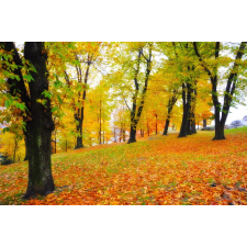  Falmatrica Forest69 ősz, 250 x 150 cm tapéta, díszléc és más dekoráció