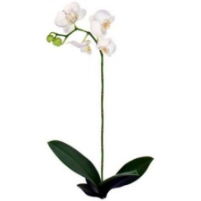 Fehér orchidea, falmatrica tapéta, díszléc és más dekoráció