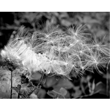  Fekete-fehér pitypang tapéta, 300 x 200 cm tapéta, díszléc és más dekoráció