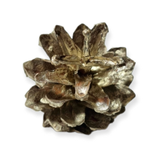  Fenyőtoboz pezsgő 2-4 cm dekorációs kellék