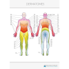  Feövenyessy anatómiai poszter - Dermatómák