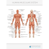  Feövenyessy anatómiai poszter - Izomrendszer plakát
