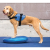 FitPAWS kék kisállat-egyensúlyozó korong 36 cm