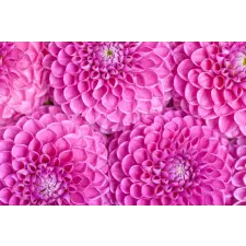  Flori76 matrica tapéta, 250 x 150 cm tapéta, díszléc és más dekoráció
