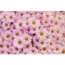  Flori89 matrica tapéta, 250 x 150 cm tapéta, díszléc és más dekoráció