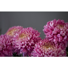  Flori99 matrica tapéta, 250 x 150 cm tapéta, díszléc és más dekoráció