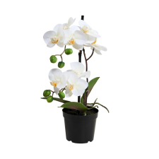 FLORISTA cserepes orchidea, 35 cm dekoráció