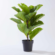 FLORISTA lantlevelű fikusz cserépben 40 cm dekoráció