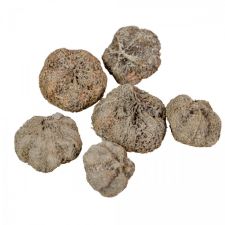  Fokhagyma termés falfestékes szürke 11dkg/csom dekorációs kellék