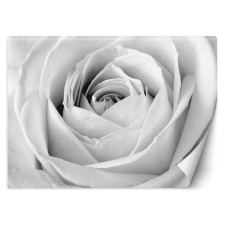  Fotótapéta, Fehér rózsa virágok makro - 368x254 cm tapéta, díszléc és más dekoráció
