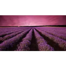  Fotótapéta Levendula mező, naplemente, 350 x 200 cm tapéta, díszléc és más dekoráció