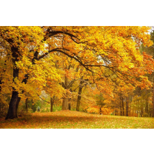  Fotótapéta Ősz az erdőben, 300 x 200 cm tapéta, díszléc és más dekoráció